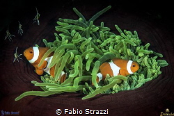 Anemone and Anemonefish by Fabio Strazzi 